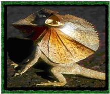 clamidosaurio.jpg