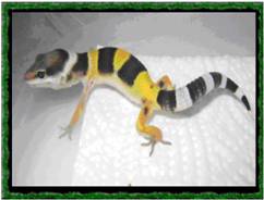 geckoleopardo.jpg