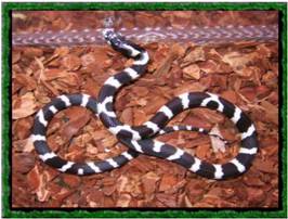 lampropeltis.jpg